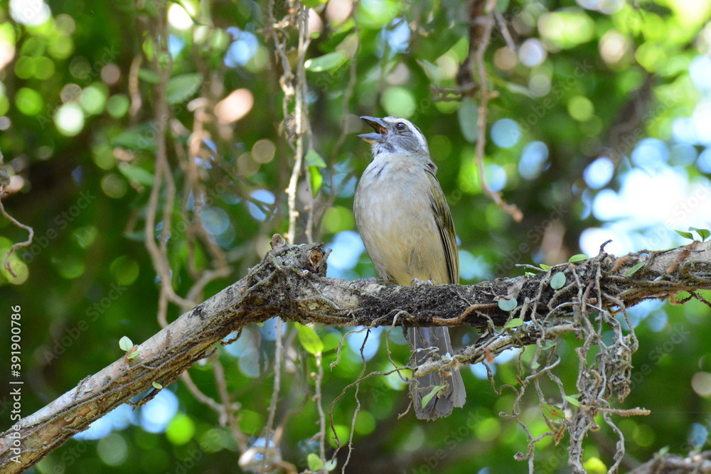 bird on a branch bird on a branch