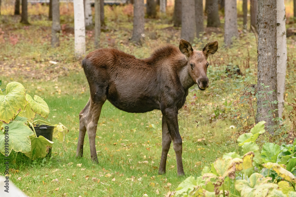 Fototapeta premium Moose Calf