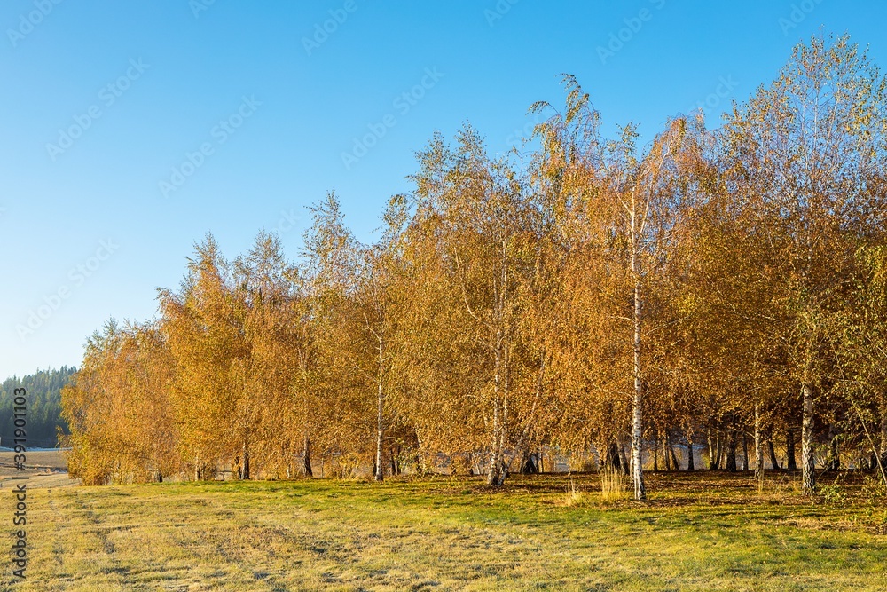 Birch trees in autumn in north Idaho.