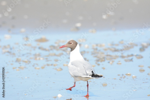 seagull on the sand