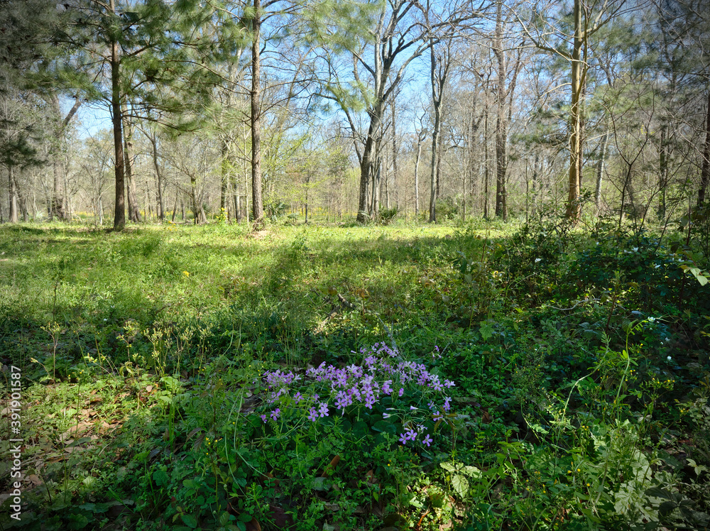View of the Burden Woods Park in Baton Rouge, Louisiana, USA View of the Burden Woods Park in Baton Rouge, Louisiana, USA