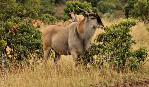 Eland