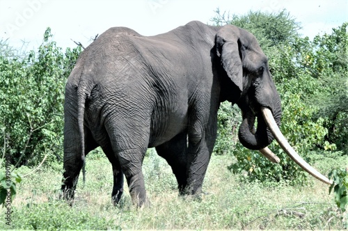 Elephant bull Hlanganini