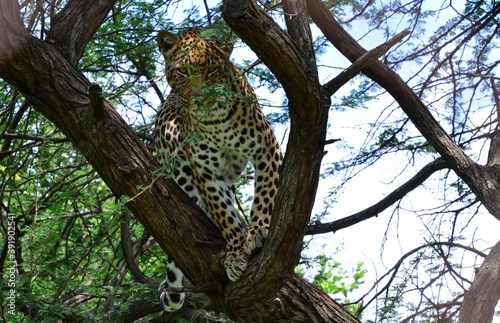Leopard in tree