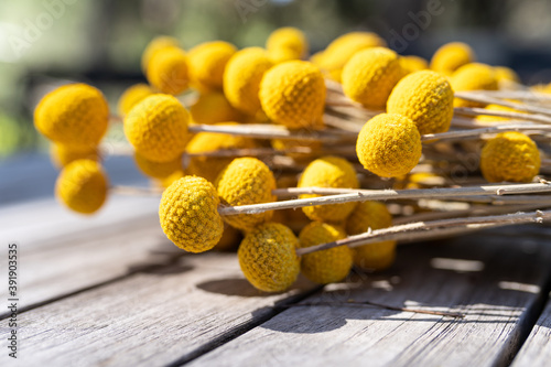 billy buttons or craspedia from Australia, haning or drying from a fence outside