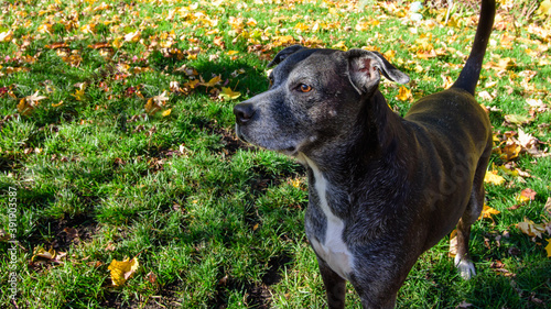 Cute senior dog in an autumn field of grass and leaves portrait background, breed is Boxador photo