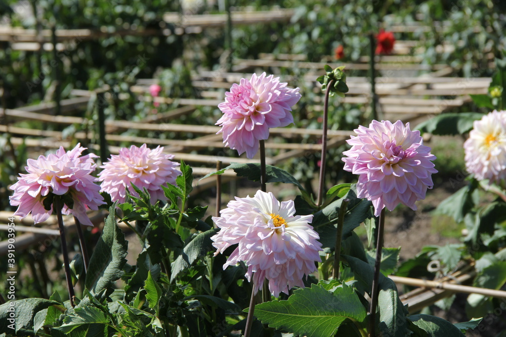 Obraz premium うっすらとピンク色がかった白いダリア