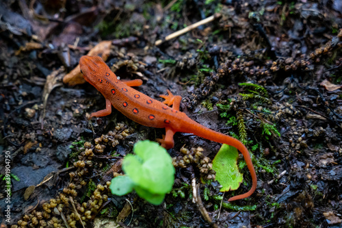 Looking Down on Red Spotted Newt