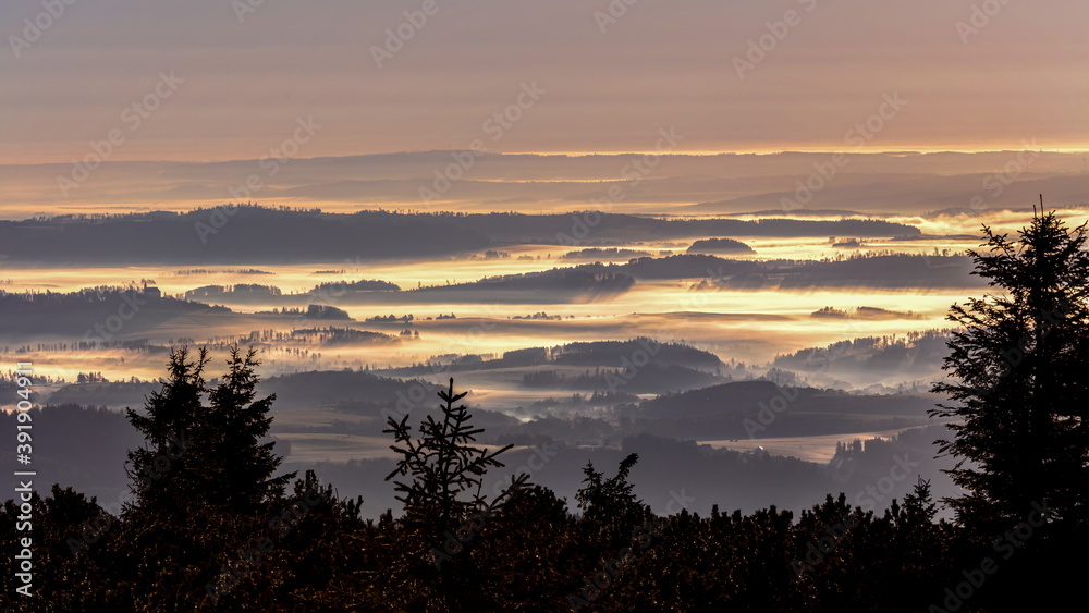 Morning mist rolling over wavy meadows enlightened by sunrise sun. Dark trees in the foreground,.