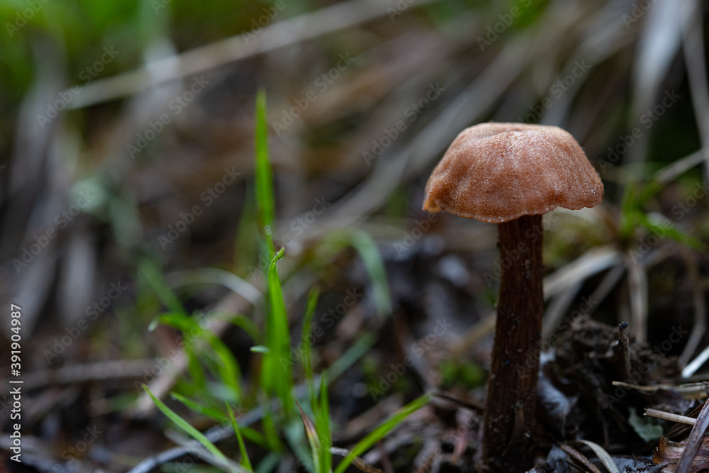 Fototapeta premium Mushroom With Copy Space