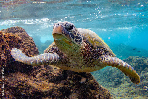 Hawaiian Green sea Turtle cruising in the warm waters of Maui