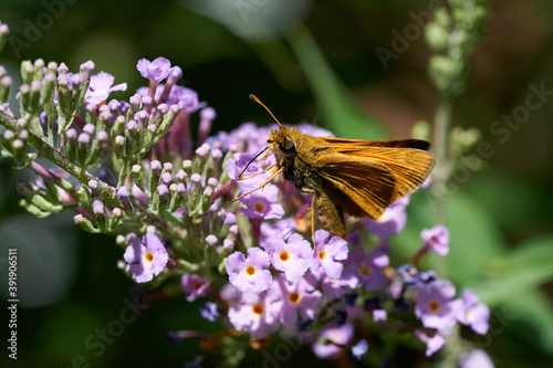 Skipper butterfly on butterfly bush photo