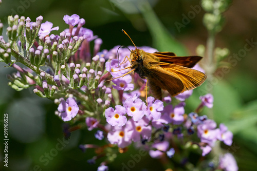 Skipper butterfly on butterfly bush