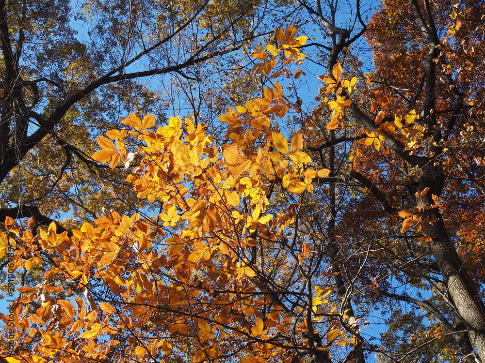 yeallow orange leaves fall foliage yeallow orange leaves fall foliage