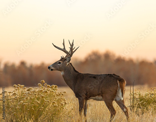 Whitetail deer in the field