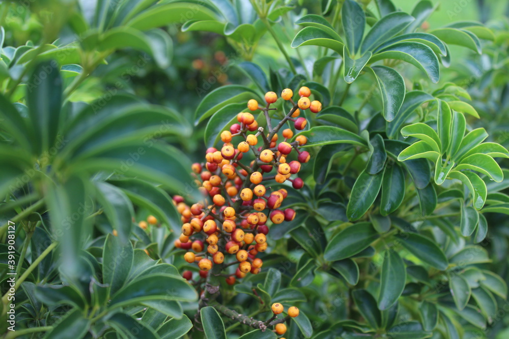 Umbrella tree (Schefflera arboricola) with fruits Umbrella tree (Schefflera arboricola) with fruits
