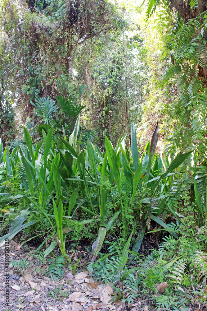 Green spiky plants in a tropical garden with sunlight shining on forest trees in the background.