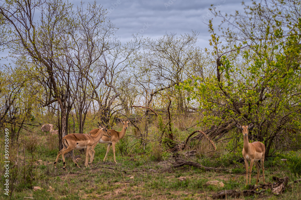 Antelope in Kruger National Park, South Africa Antelope in Kruger National Park, South Africa