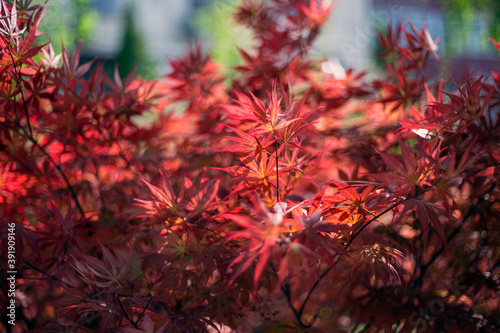 Autumn red maple leaf close-up