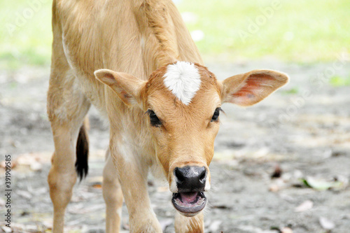Nice brown color Cow calf photo