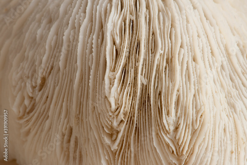 Closeup beige natural coral texture