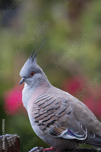 Crested Pigeon Perched on Wooden Fence on the NSW Central Coast of Australia photo