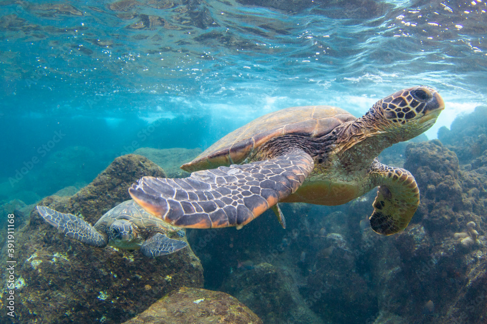 Obraz premium Hawaiian Green sea Turtle cruising in the warm waters of Maui