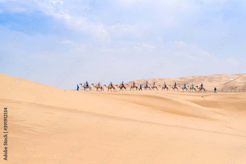 Camel team walking in the desert Camel team walking in the desert