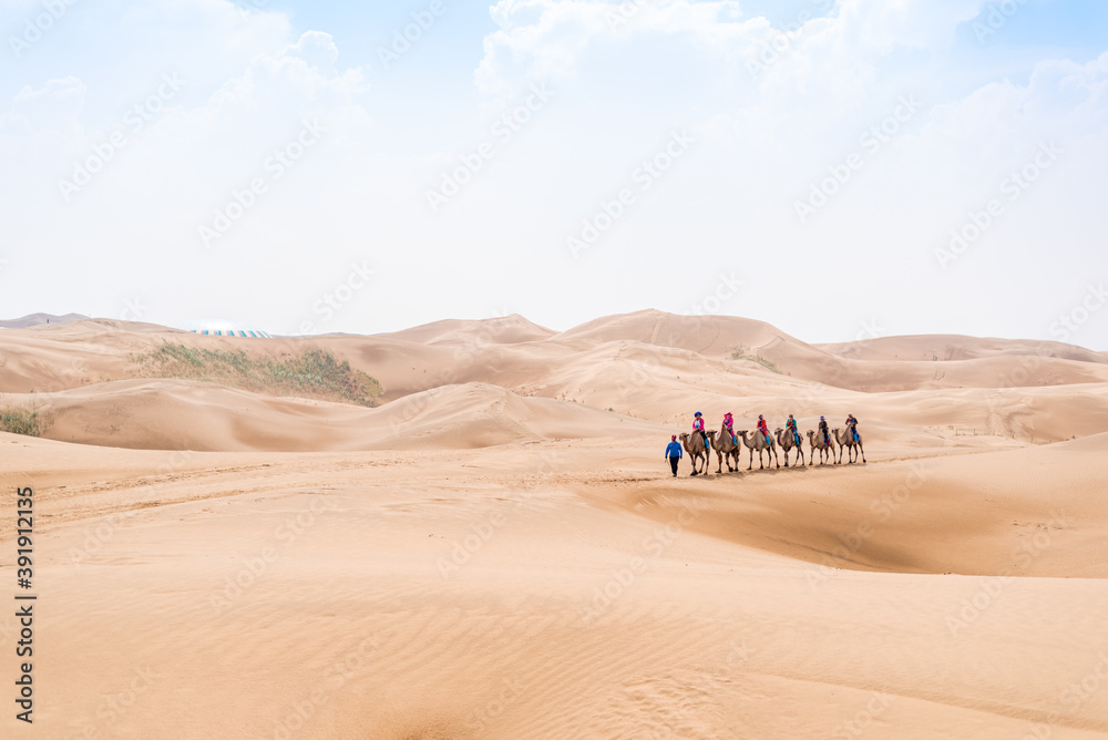 Fotografie Camel team walking in the desert