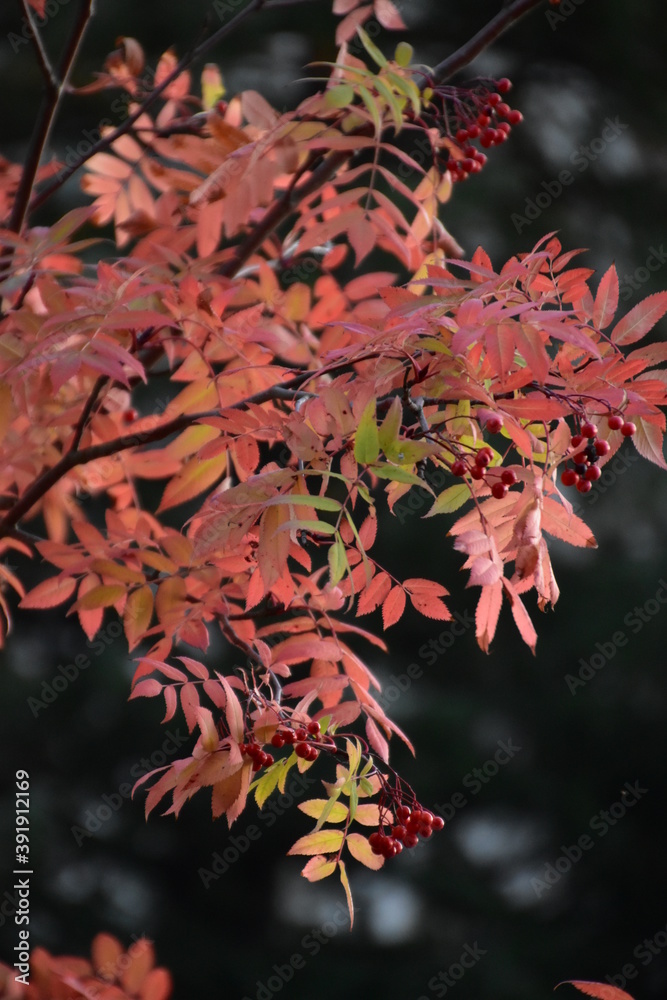 Autumn leaves in Hachinohe City, Japan Autumn leaves in Hachinohe City, Japan