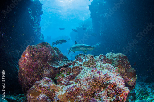 A whitetip reef shark swims through cracks in the reef
