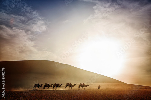 Camels walking in the desert