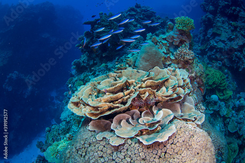 Fototapeta Naklejka Na Ścianę i Meble -  Colorful and healthy corals on the reef