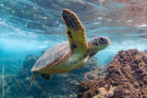 Hawaiian Green sea Turtle cruising in the warm waters of Maui