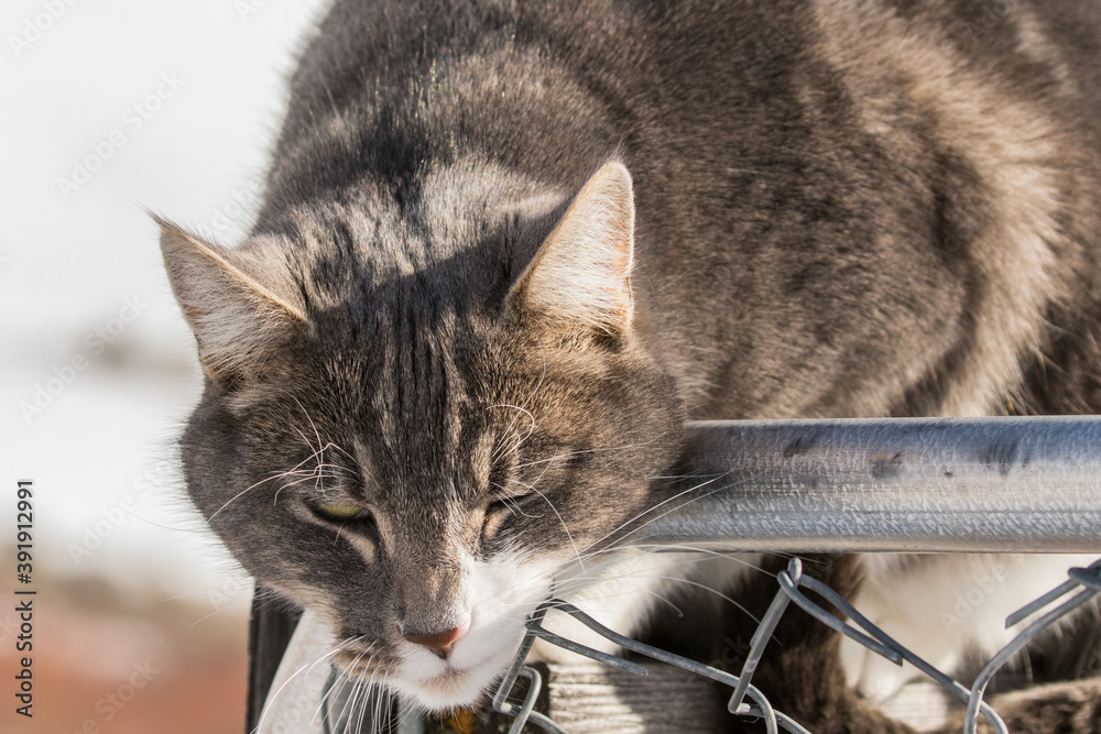 Fotografie Tom the Cat III