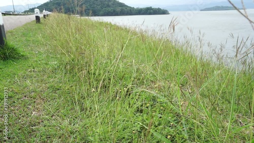wind blows the grass along the dam