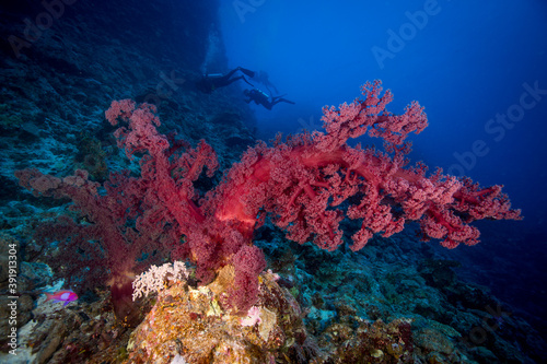 Fototapeta Naklejka Na Ścianę i Meble -  A diver swims with healthy, colorful corals on the reef