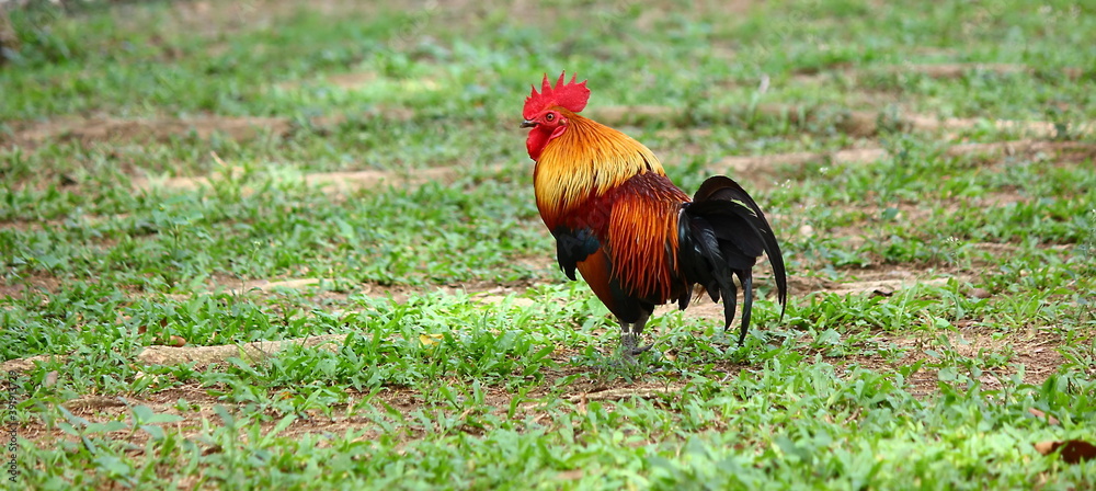 beautiful multi color rooster standing on green grass beautiful multi color rooster standing on green grass