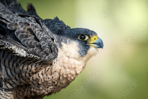 Konstfotografi Closeup of Peregrine Falcon (Falco peregrinus), aka Duck Hawk, the fastest animal on earth