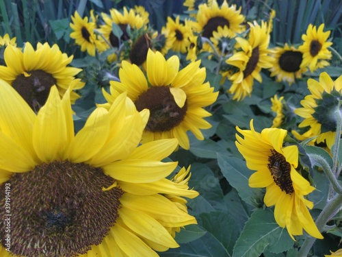 Girasoles