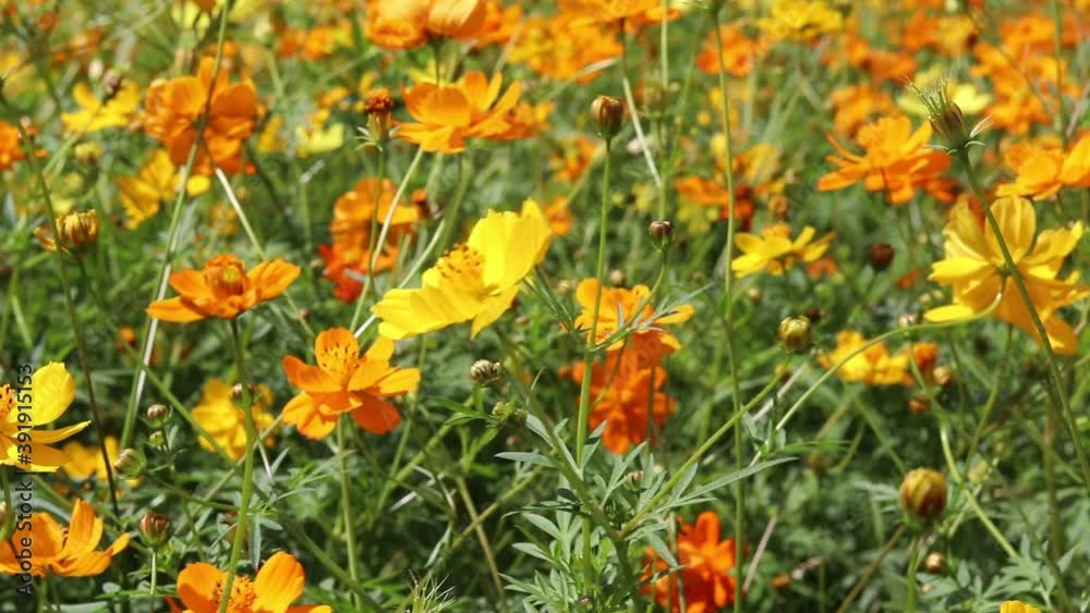 Beautiful flower photography pictures of bright yellow cosmos in garden field. Beautiful flower photography pictures of bright yellow cosmos in garden field.