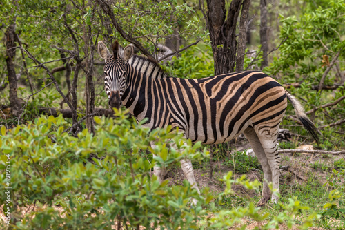  Close-up of Zebra in Kruger  South Africa