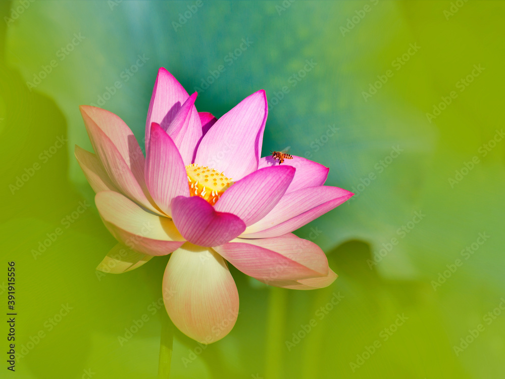 Close-up photo of beautiful lotus 