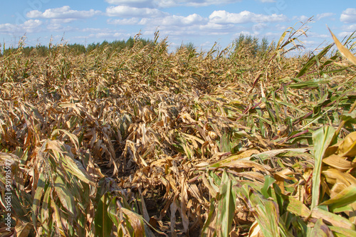 Corn farm after harvest in Fall. Dried Corn plants