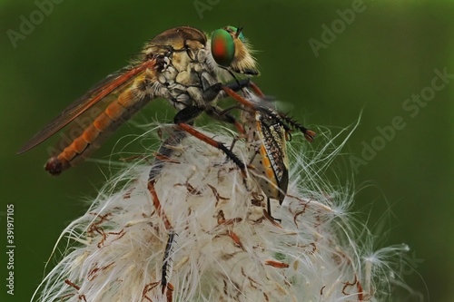 A robber fly (Asilidae sp) is preying on a small insect.