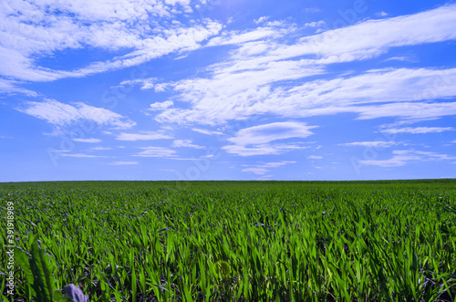 classic panoramic view of green grass and blue sky with clouds natural background 