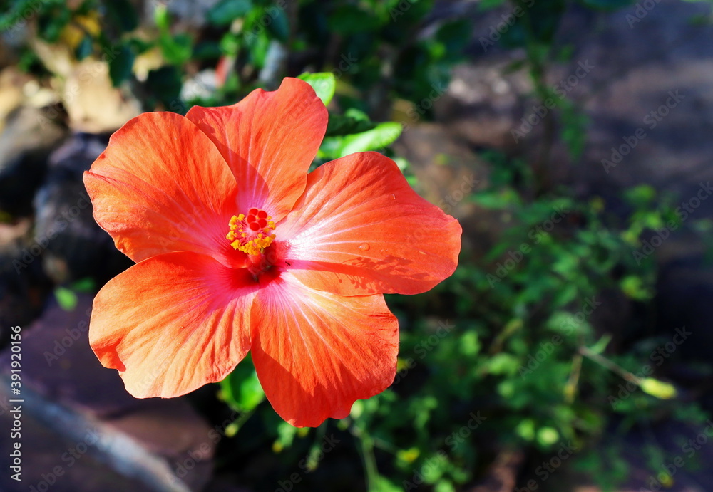 Orange hibiscus blooming beautifully. Chinese rose (Hibiscus rosa-sinensis L.) nicknamed the queen of tropical flowers on a green tree background and a stone patio with copy space. Selective focus
