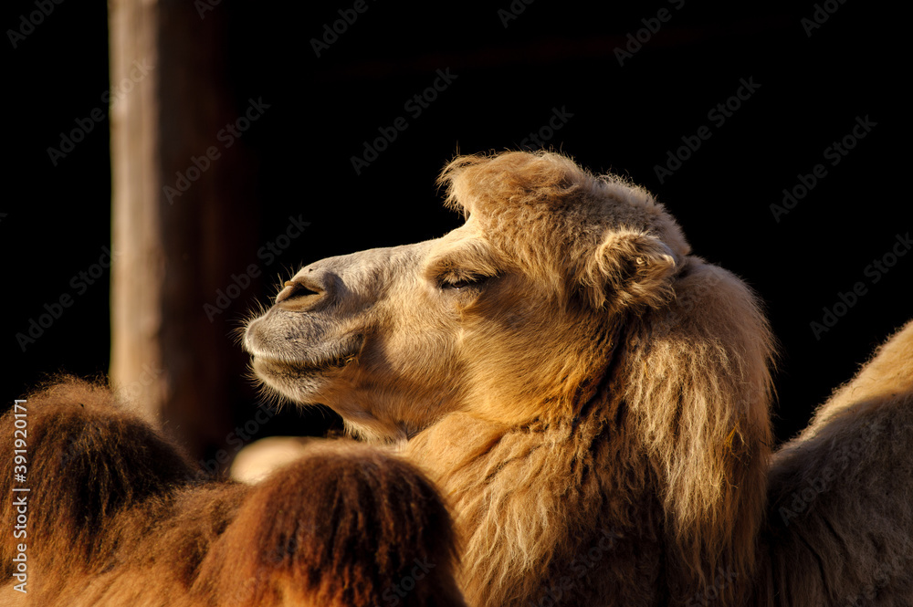 Fototapeta premium camel close up