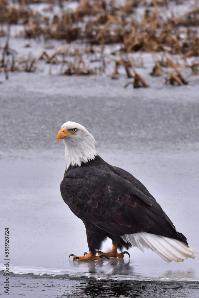 American bald eagle standing on ice beside a small creek. American bald eagle standing on ice beside a small creek.