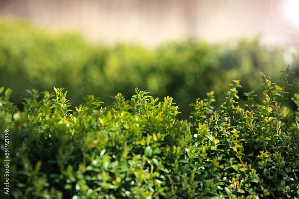 Close up photo of clipped boxwood bush, green leaves bush texture, blurred natural green background. Topiary in the home garden.